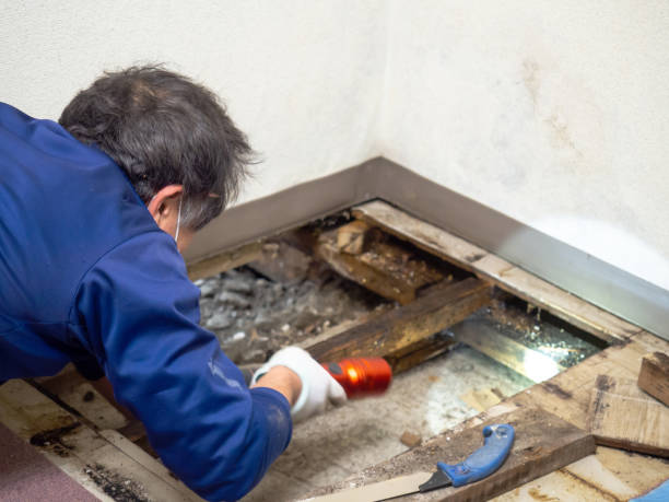 Best Mold Testing  in Rio Grande City, TX