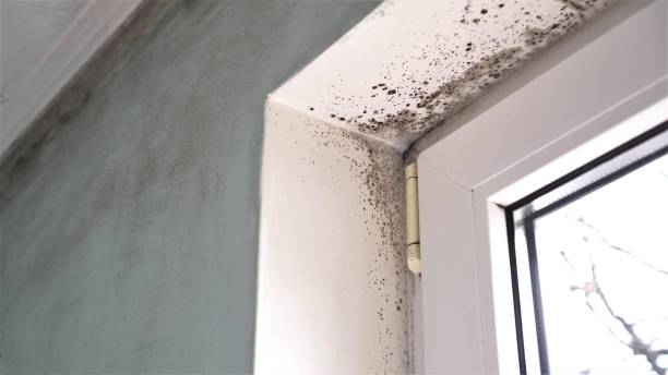 Best Emergency Mold Removal  in Rio Grande City, TX