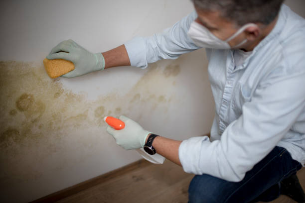 Office Mold Removal Services in Rio Grande City, TX