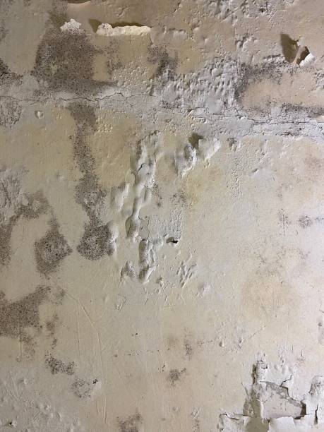 Best Certified Mold Removal  in Rio Grande City, TX