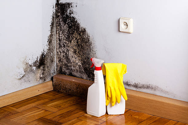 Best Mold Cleaning Services  in Rio Grande City, TX