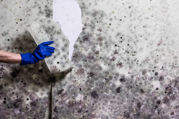 Water Damage Restoration in Rio Grande City, TX