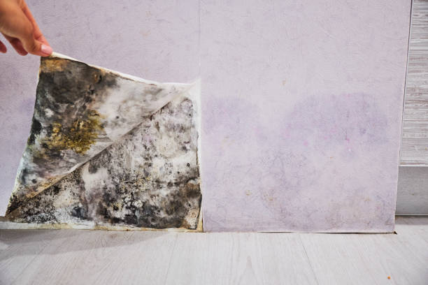 Office Mold Removal Services in Rio Grande City, TX